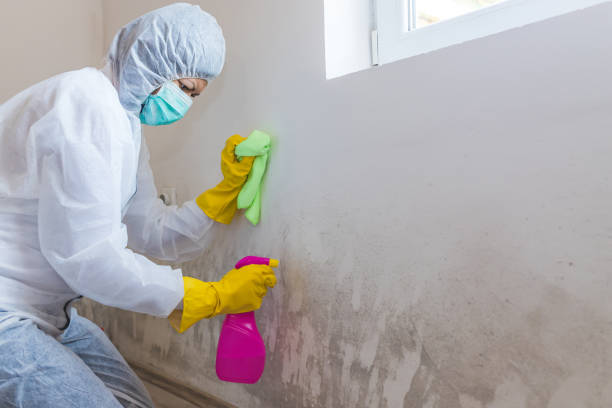 Best Emergency Mold Remediation in USA